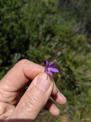 Triodanis biflora