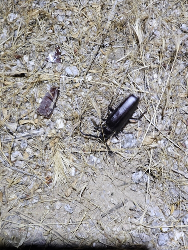 Palo Verde Root Borer photo 2