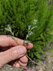 Eriastrum filifolium