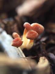 Fungi