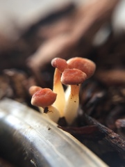 Fungi