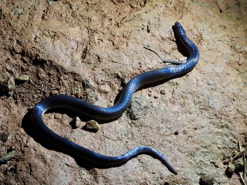 Sallae's Earth Snake