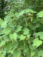 Vitis