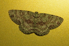 Ophthalmitis herbidaria