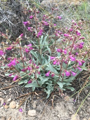 Penstemon patens