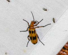 Pyrota fasciata