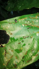 Omophoita boliviana