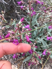 Penstemon patens