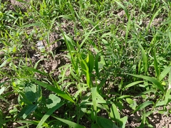 Zea mays mays