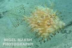 Chaetodermis penicilligerus