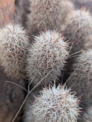Cochemiea albicans, photograph (c) Abraham Sánchez Romero, some rights reserved (CC BY)