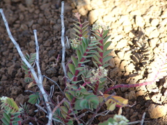 Euphorbia origanoides