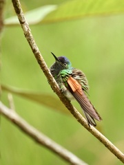 Oaxaca Hummingbird photo 2