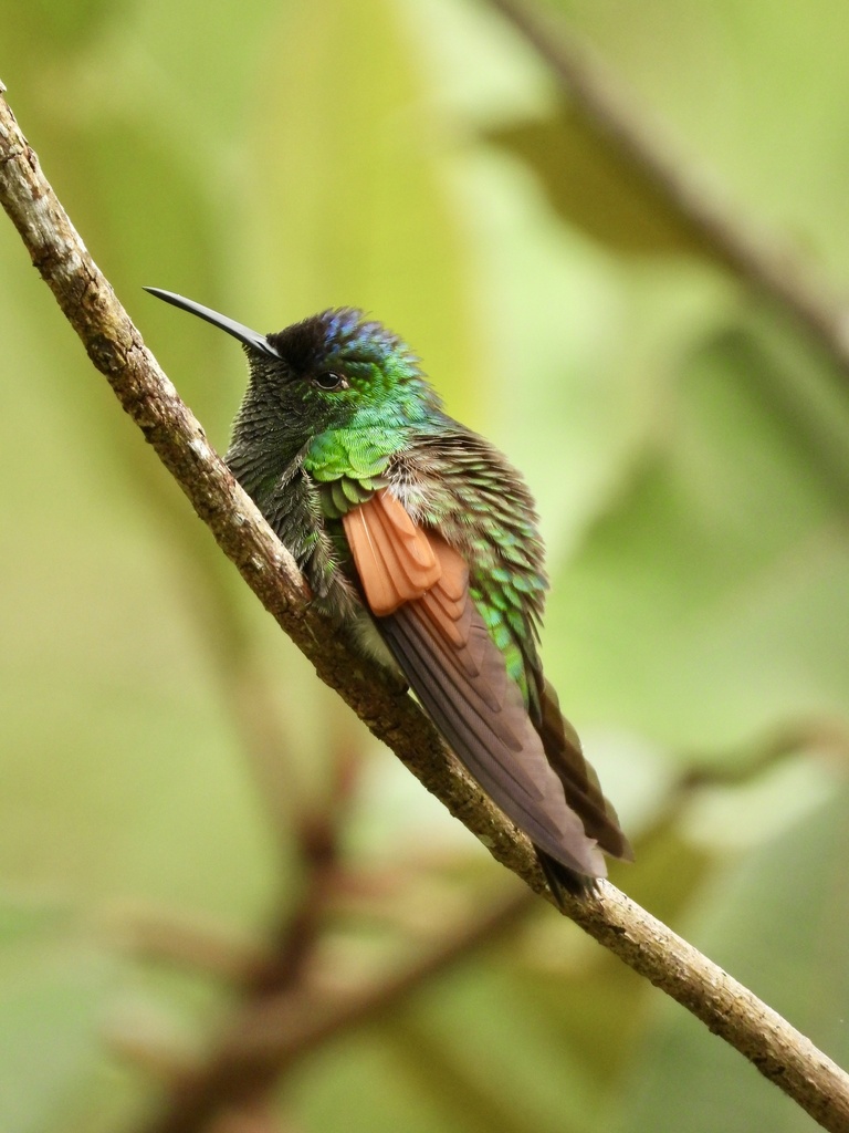 Blue-capped Hummingbird (Eupherusa cyanophrys) photo