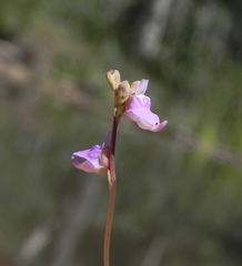 Utricularia caerulea