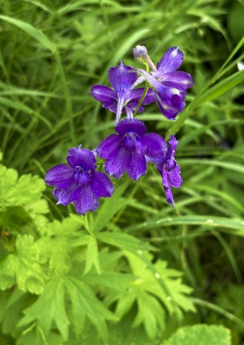 high mountain larkspur (Delphinium polycladon)