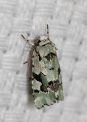 Emarginea percara