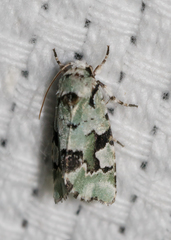 Emarginea percara