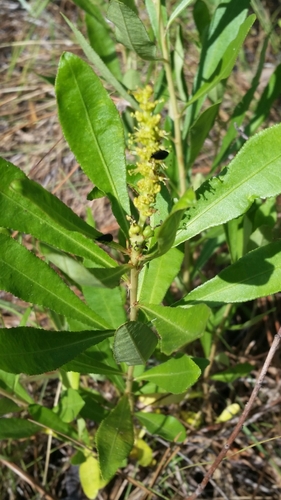 Stillingia sylvatica, photograph 5