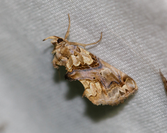 Plusiodonta compressipalpis