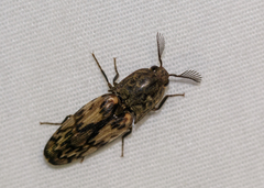 Pherhimius fascicularis