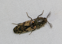 Pherhimius fascicularis