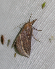 Phyprosopus callitrichoides