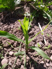 Zea mays mays