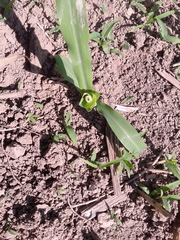 Zea mays mays