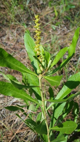 Stillingia sylvatica, photograph 6