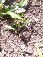 Zea mays mays