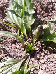 Zea mays mays