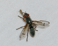Senopterina