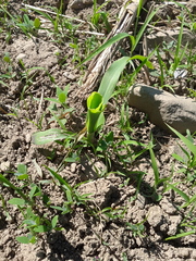 Zea mays mays