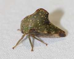Telamona monticola