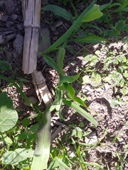 Zea mays mays