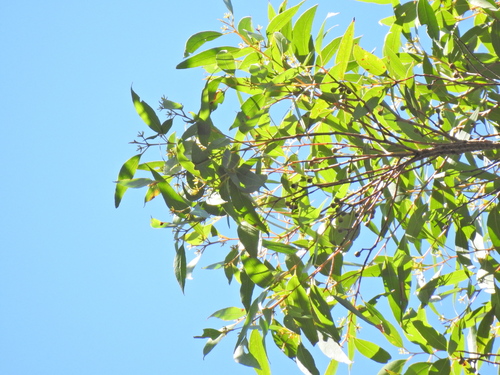 Image of Eucalyptus acmenoides by (c) Scott W. Gavins, some rights reserved (CC BY)