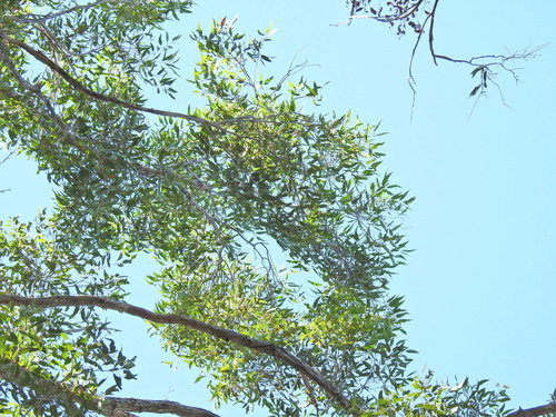 Image of White Mahogany (Eucalyptus acmenoides) by (c) Scott W. Gavins, some rights reserved (CC BY)