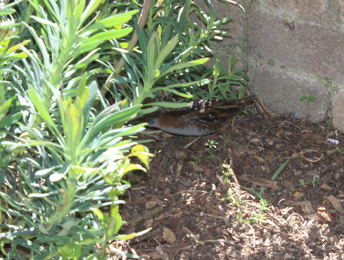 Baillon's Crake (Zapornia pusilla), photo 6