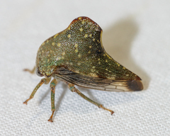 Telamona monticola