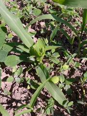 Zea mays mays