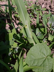 Zea mays mays