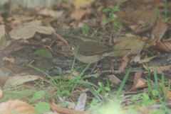 Turdus assimilis