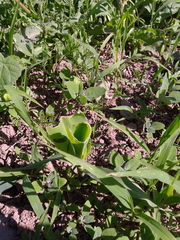 Zea mays mays