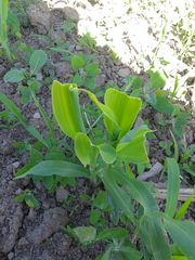 Zea mays mays