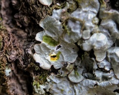 Crespoa crozalsiana