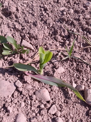 Zea mays mays
