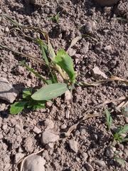 Zea mays mays