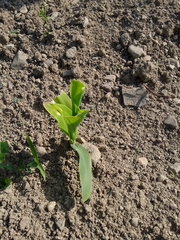 Zea mays mays