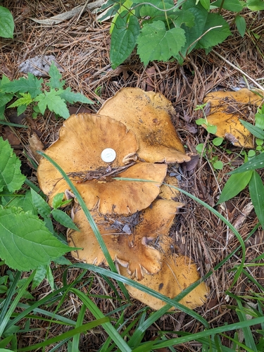 Tricholosporum porphyrophyllum